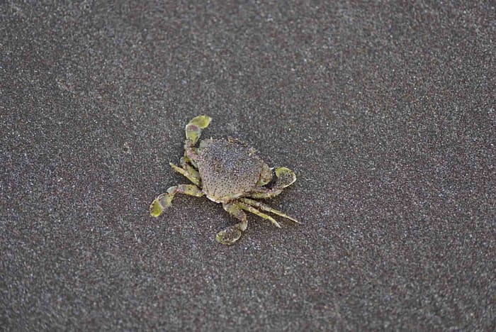 Dahnau Beach Crabs Dahnau Beach Crabs